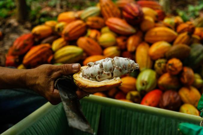 Brasil é o sexto maior produtor de cacau do mundo