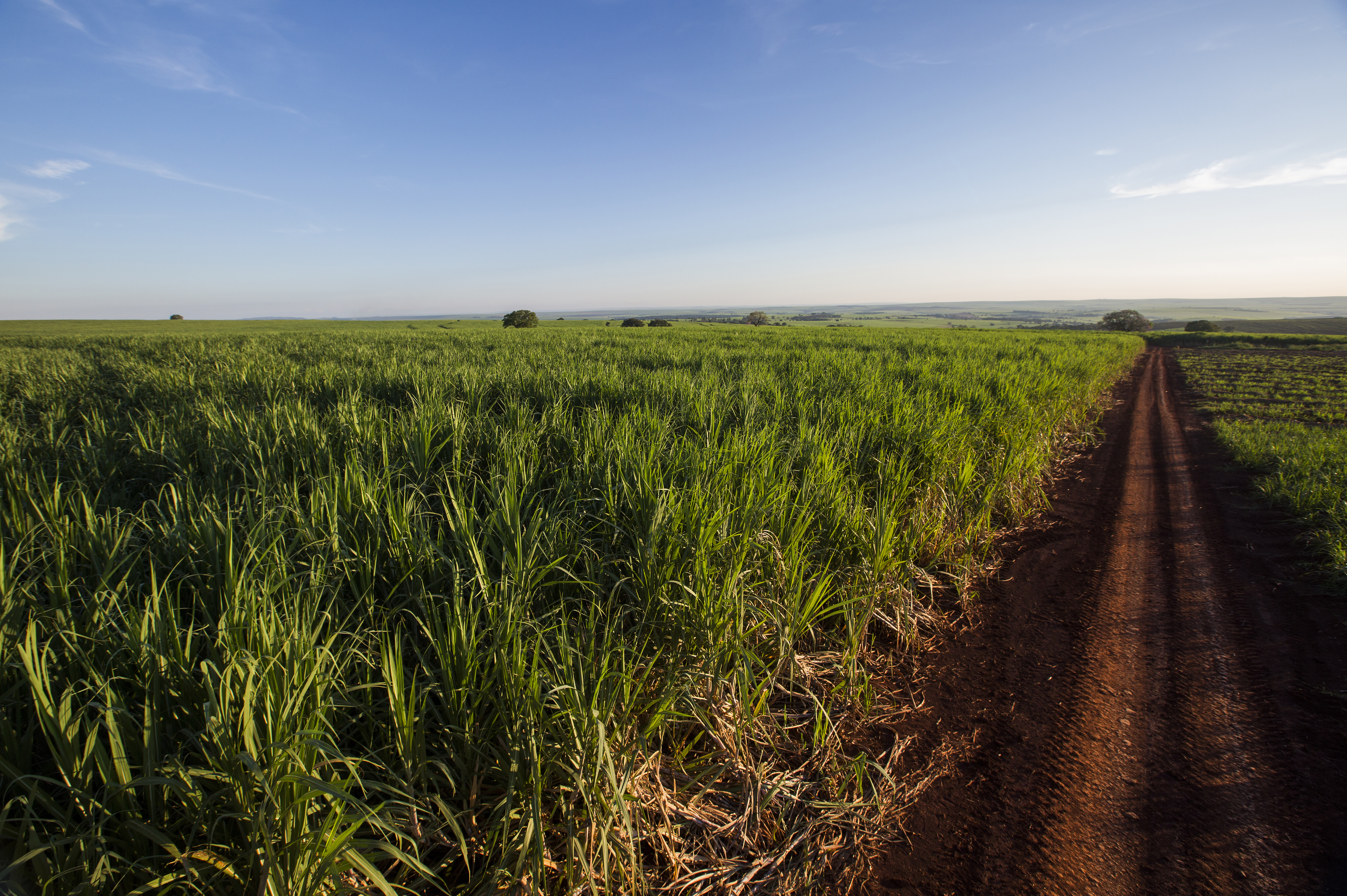 Indústria da cana aposta em inovação e crescimento sustentável diante dos desafios climáticos