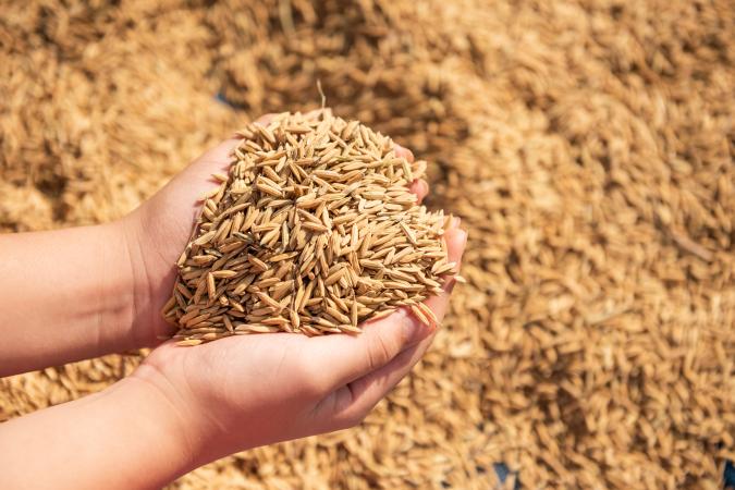 Indústria do arroz em Portugal encara crise histórica